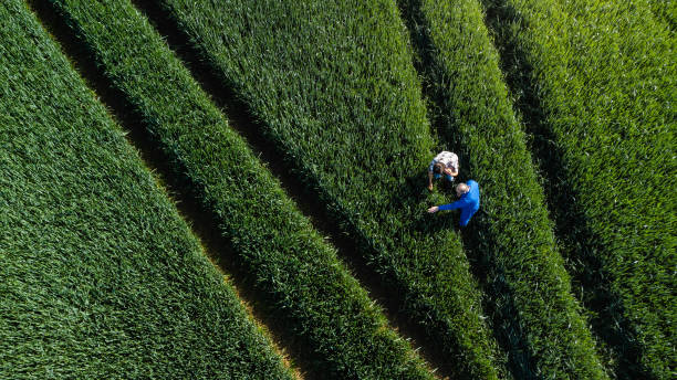 Agricultor en campo