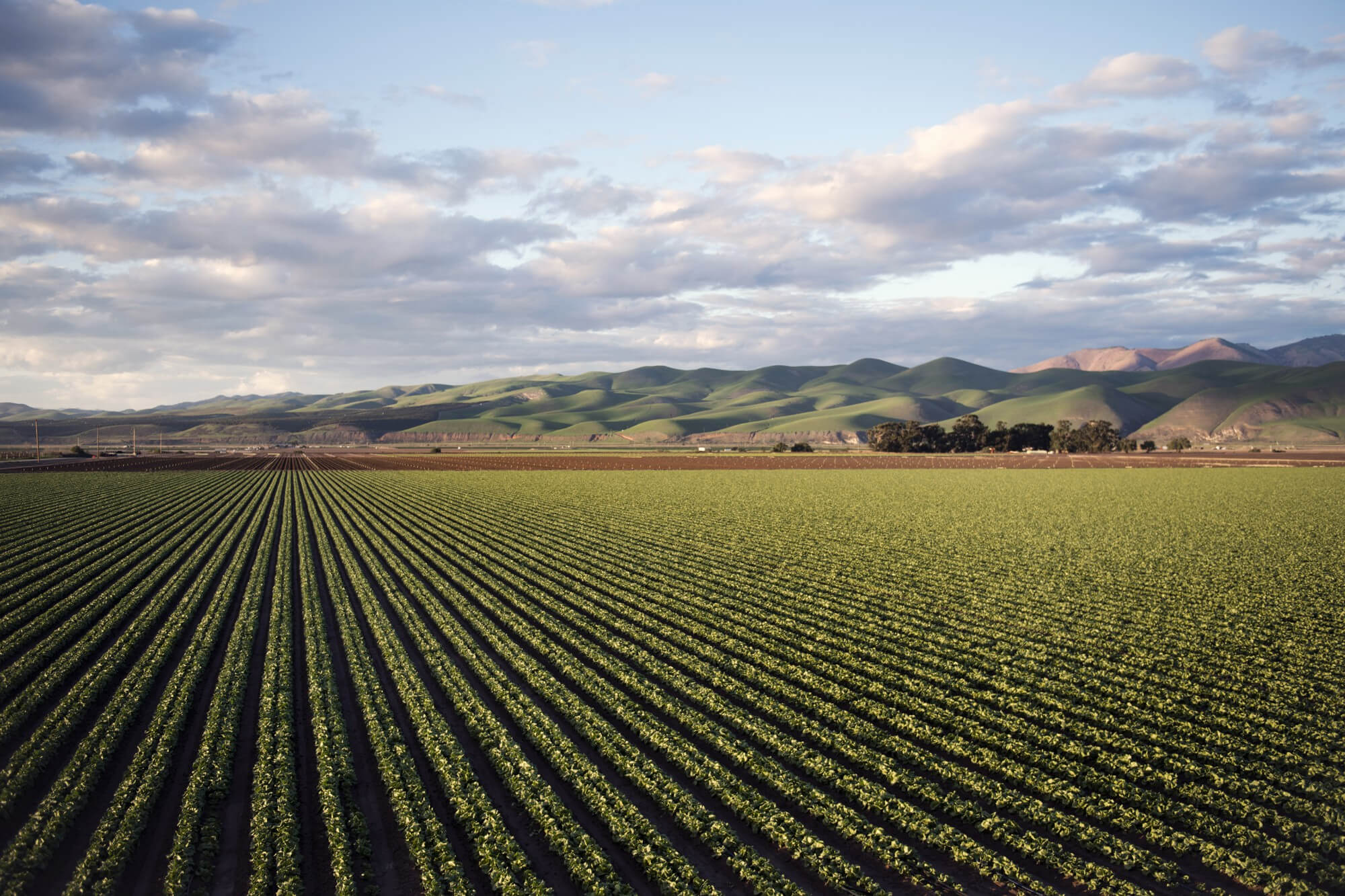 Campo agrícola